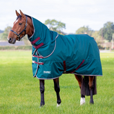 Horse wearing a teal rug with red straps in a grassy field